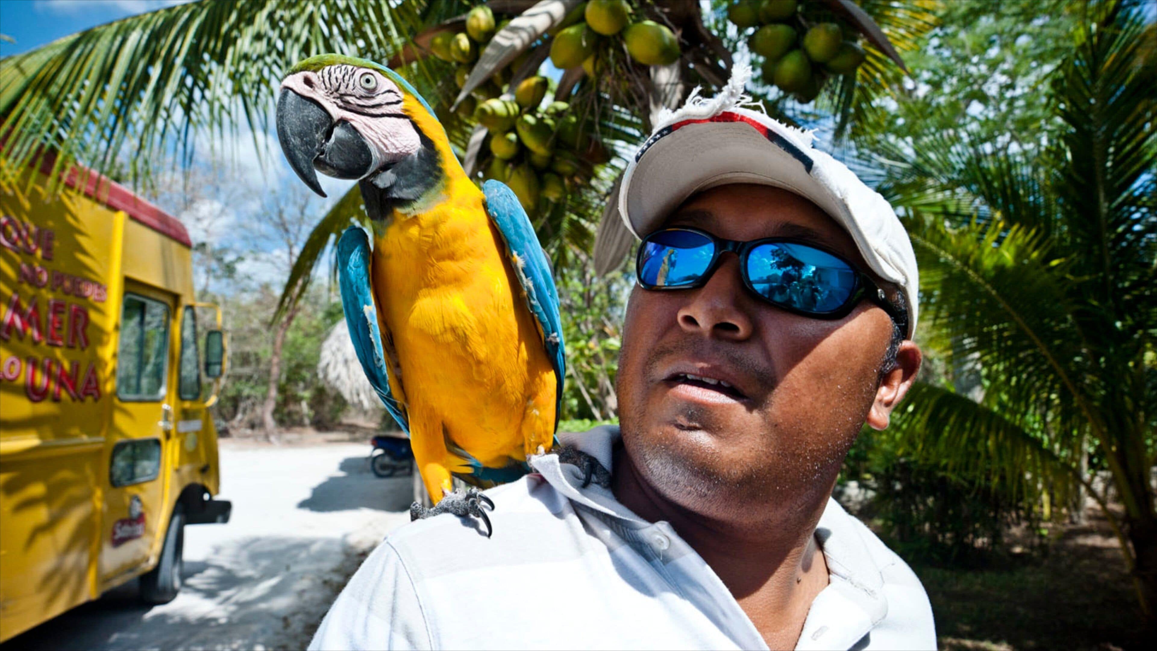 Cozumel showing bird life and tropical scenes as well as an individual male
