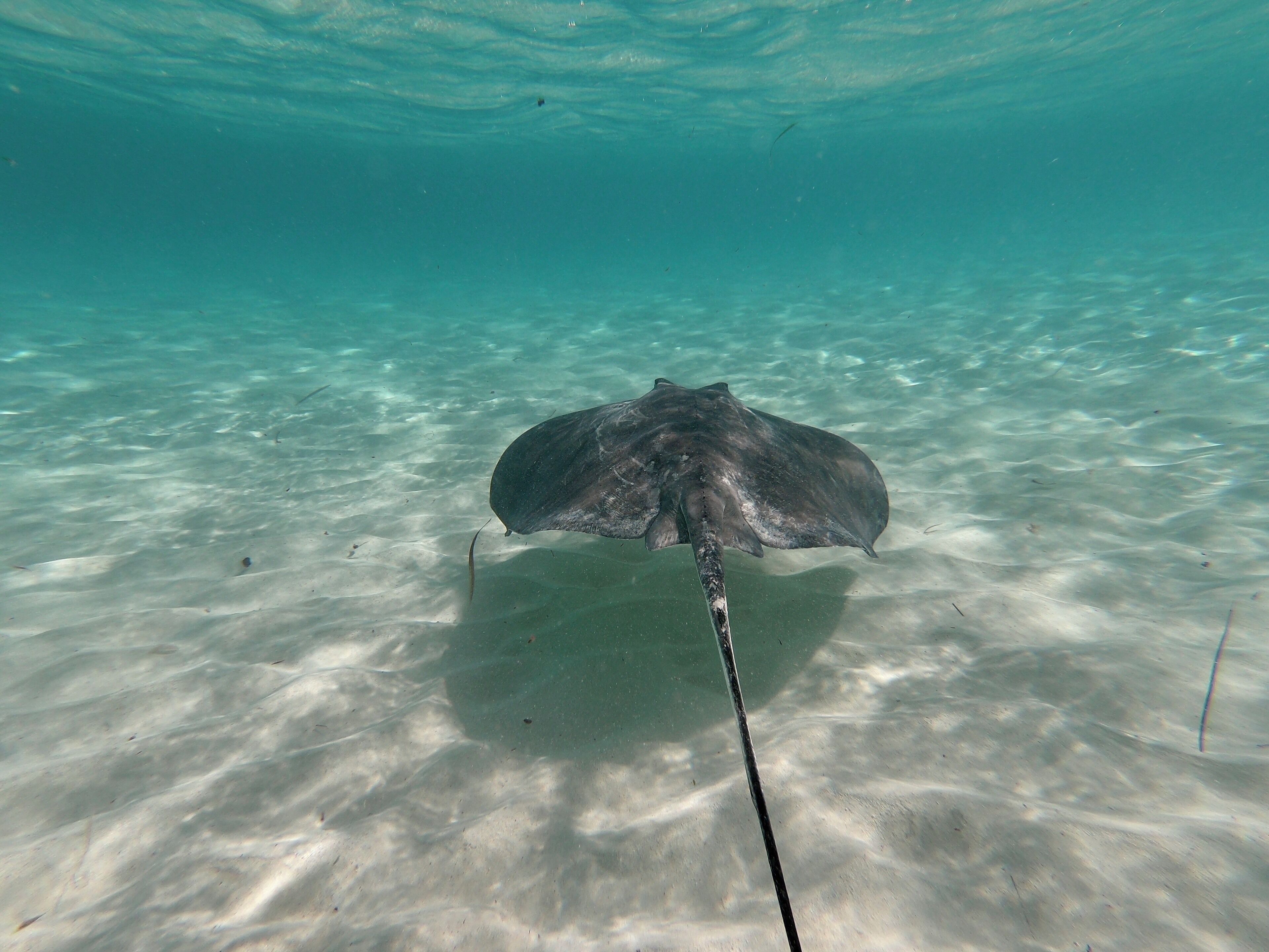 #cozumel #elcielo #nature

Ray
Fantastic place to snorkel.  Warm and clean water.  We were 8 people from the same family and we rented a boat (Tintorero II).  The crew consisted of Captain Miguel and the diving guide Jorge.  Great people.  On the way, drinks and snacks were served.

Arraia
Lugar fantástico para mergulhar de snorkel. Água morna e límpa. Éramos 8 pessoas de uma mesma família e alugamos uma lancha (Tintorero II). A tripulação era composta pelo Capitão Miguel e pelo guia de mergulho Jorge. Excelentes companhias. Durante o trajeto serviram bebidas e salgadinhos.