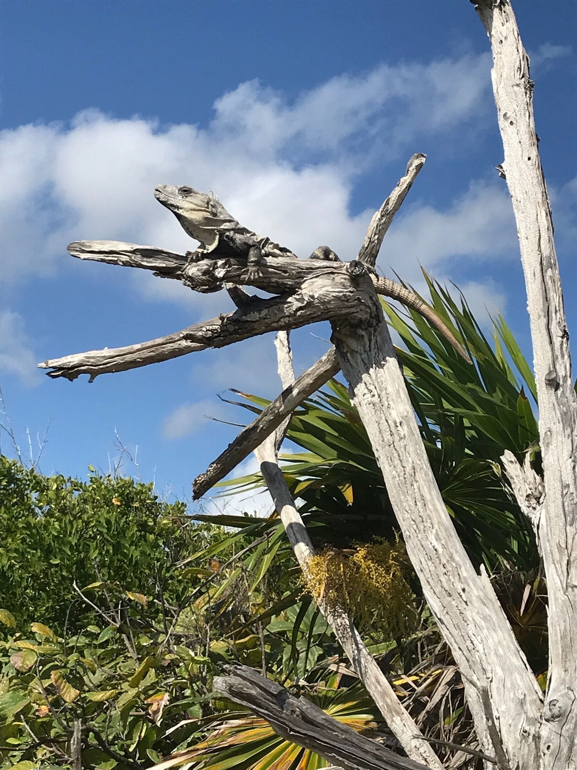 If you look there’s an iguana to greet you 