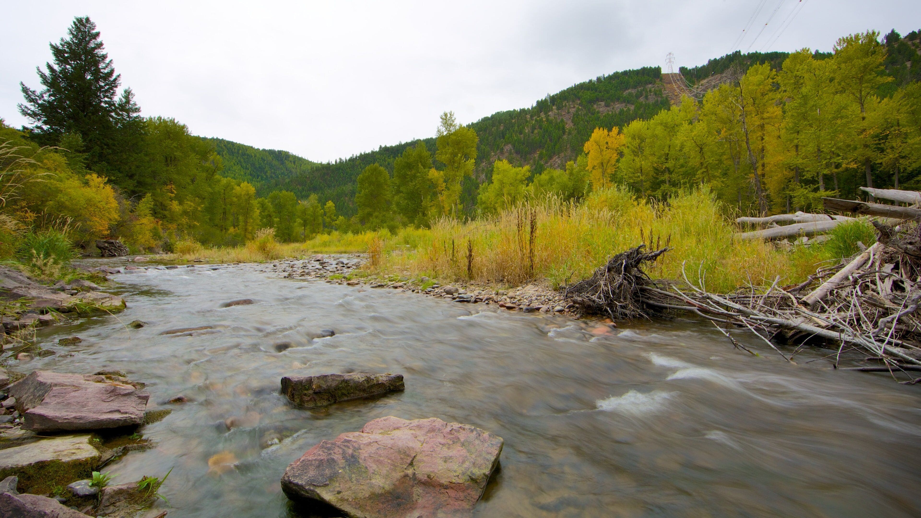 Missoula featuring forest scenes, a river or creek and tranquil scenes