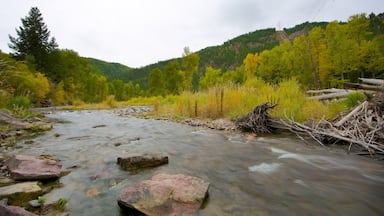 Missoula featuring forest scenes, a river or creek and tranquil scenes