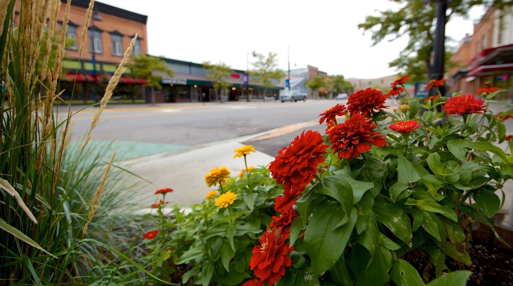 Missoula featuring wildflowers