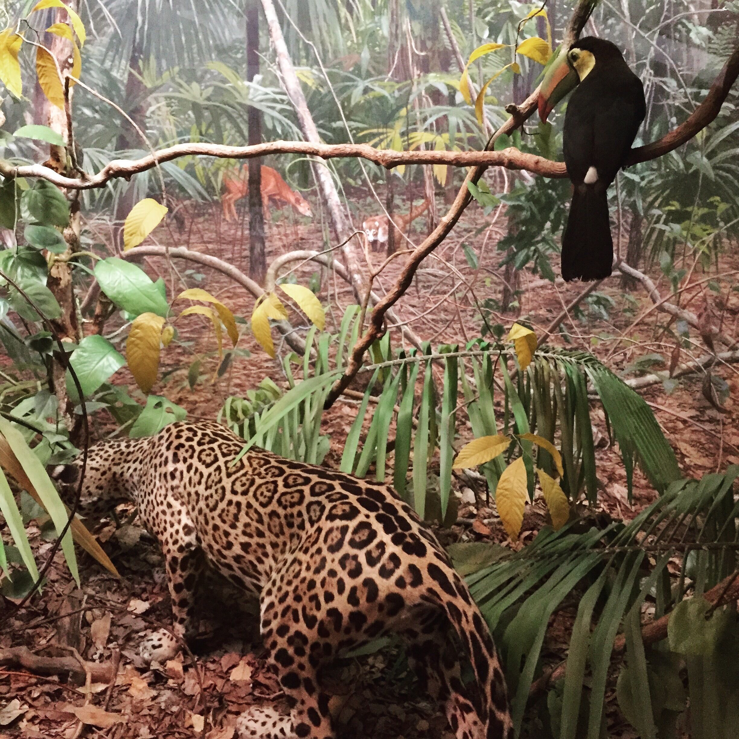 The incredible dioramas of the Peabody museum at Yale.

Each one has been carefully created. They are fantastic works of art with awesome details. 

The museum is well worth a visit. There are lots of exhibitions including dinosaurs and a great 'touch this' room. 

There's no coffee shop but there is an interesting store #sciencetourist #museum 
