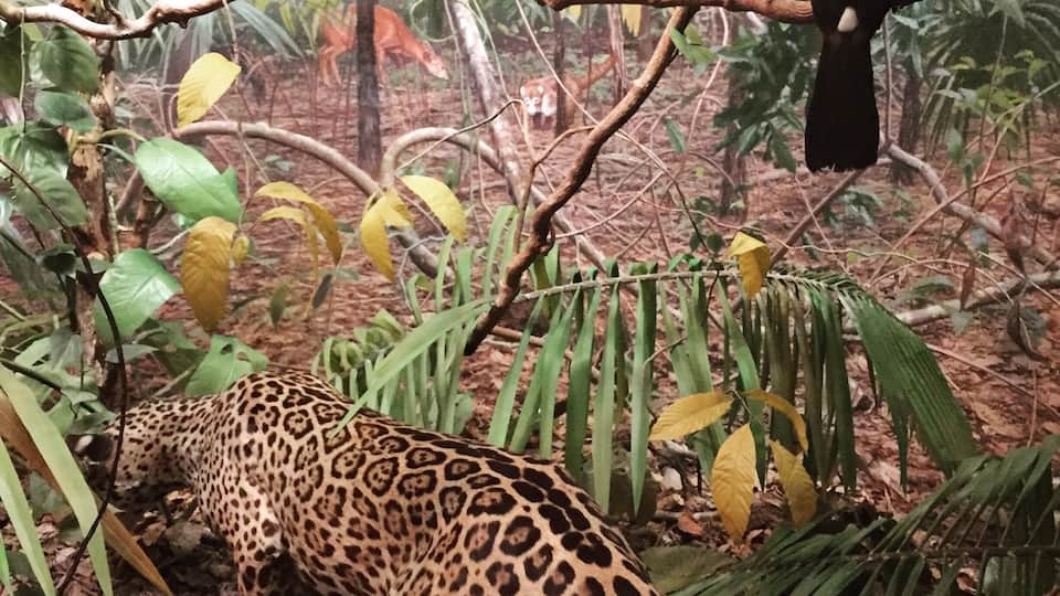 The incredible dioramas of the Peabody museum at Yale.
Each one has been carefully created. They are fantastic works of art with awesome details.
The museum is well worth a visit. There are lots of exhibitions including dinosaurs and a great 'touch this' room.
There's no coffee shop but there is an interesting store #sciencetourist #museum