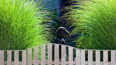 Bristol caratteristiche di animali