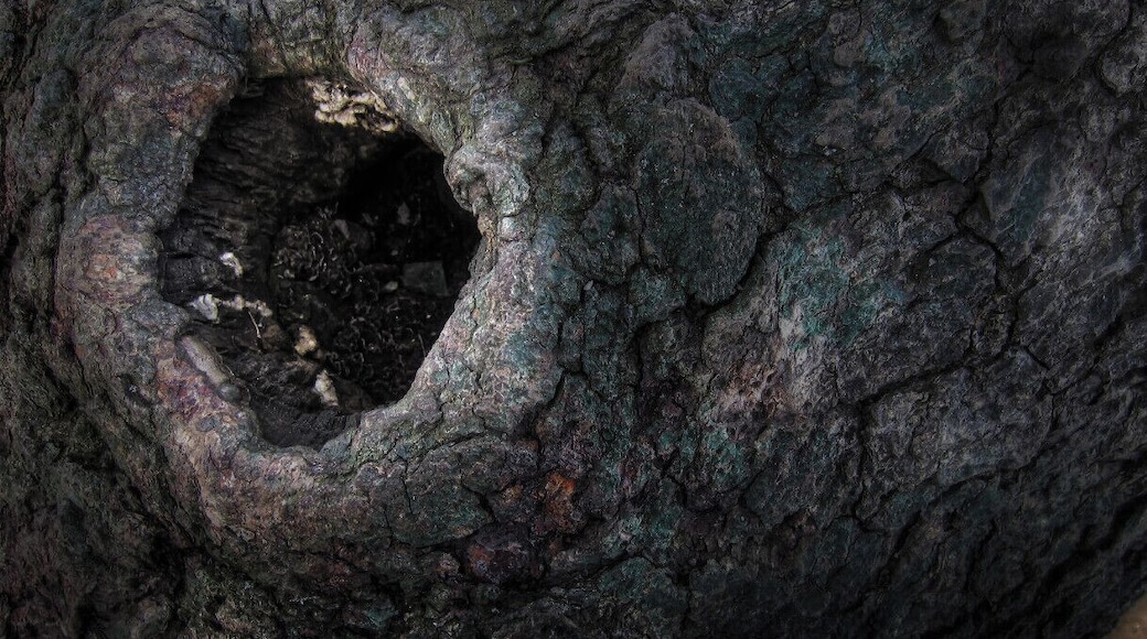 I saw this old knot in a tree and then looked inside. It was a bird's home. But part of me thought on the novel, 'To kill a Mockingbird' and the knot in the tree where Jem and Scout traded things with Boo Radley. Then the light changed, creating this interesting halo, as if to highlight the knot.