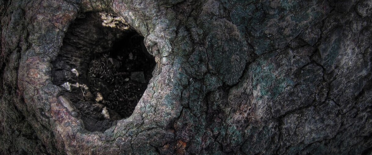 I saw this old knot in a tree and then looked inside. It was a bird's home. But part of me thought on the novel, 'To kill a Mockingbird' and the knot in the tree where Jem and Scout traded things with Boo Radley. Then the light changed, creating this interesting halo, as if to highlight the knot.