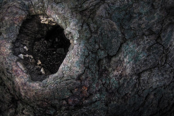 I saw this old knot in a tree and then looked inside. It was a bird's home. But part of me thought on the novel, 'To kill a Mockingbird' and the knot in the tree where Jem and Scout traded things with Boo Radley. Then the light changed, creating this interesting halo, as if to highlight the knot.