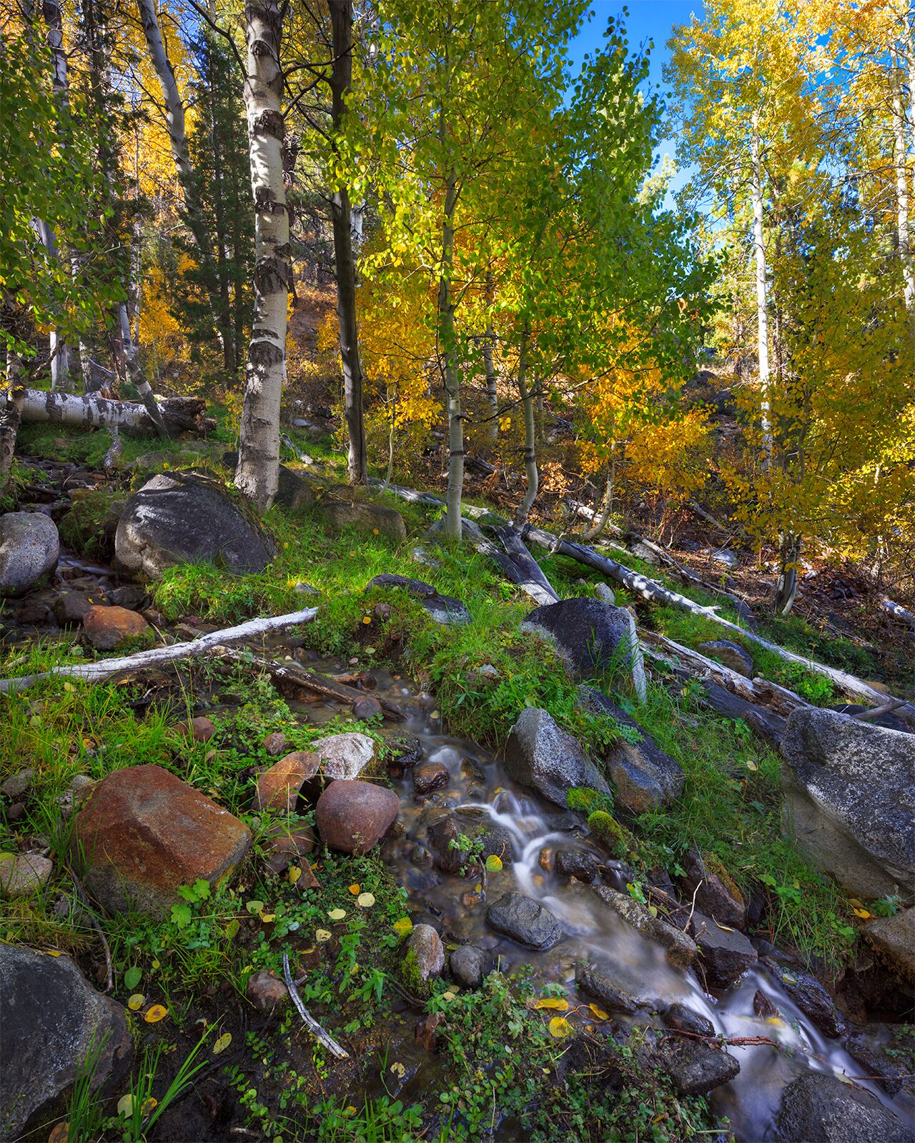 The Hope Valley area is full of #colorful aspens during the fall season.