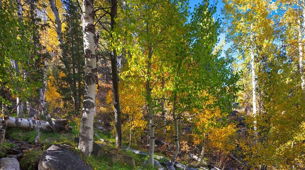 The Hope Valley area is full of #colorful aspens during the fall season.