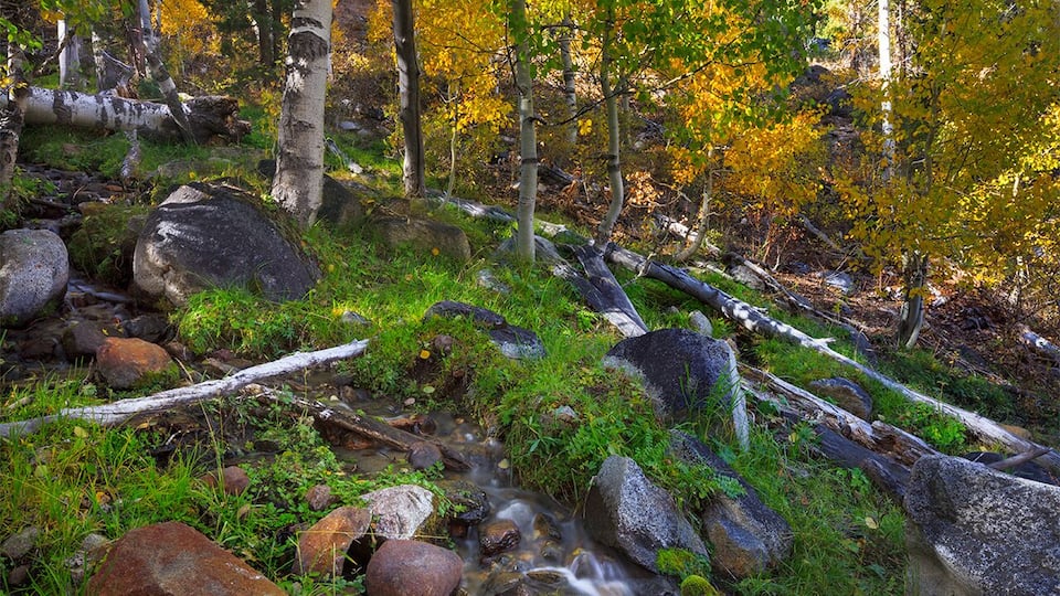 The Hope Valley area is full of #colorful aspens during the fall season.