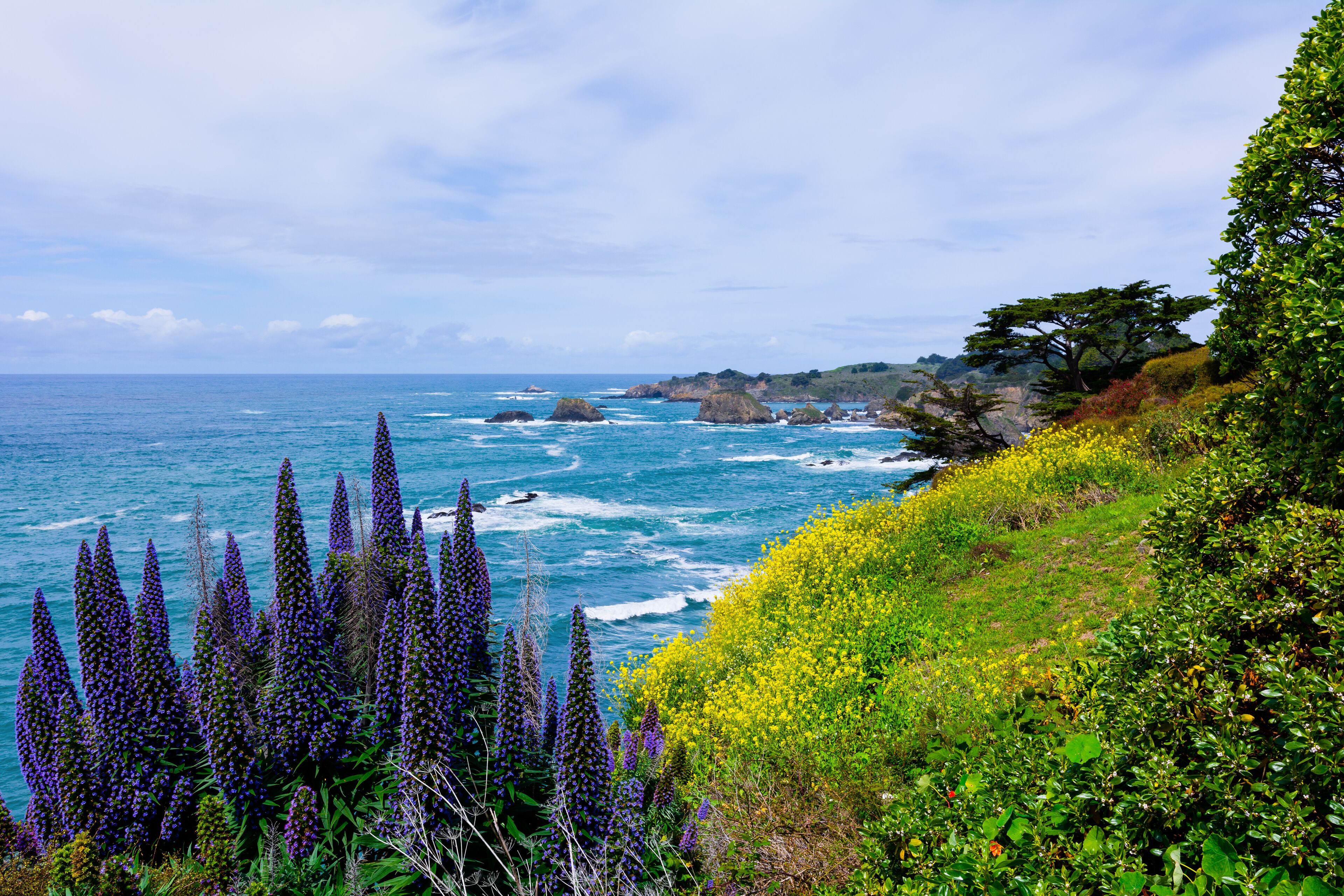 A coastal landscape with purple flowers, yellow flowers, and rocky cliffs.