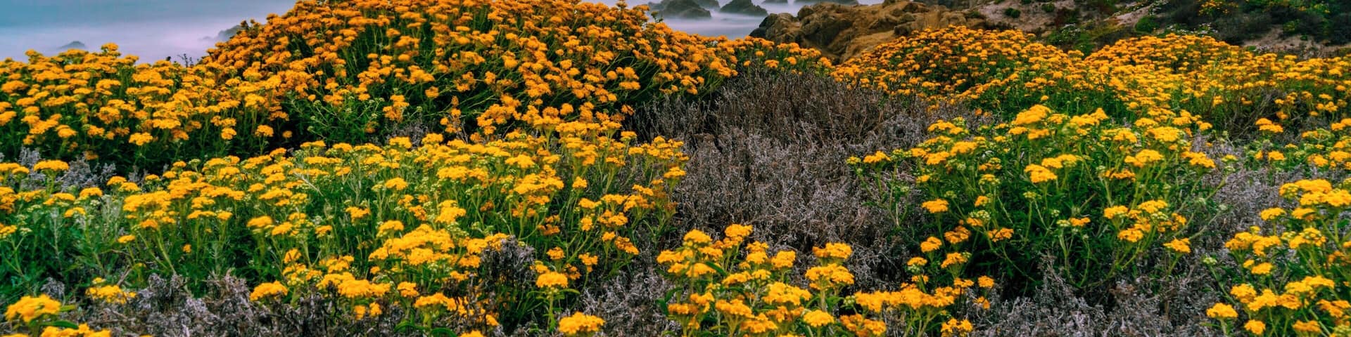 Late twilight along 17 Mile Drive in Monterey. This private drive running through the famous Pebble Beach golf course is well known for its spectacular sunsets. I recommend hanging around for a little while after sunset as the purple and blue hues of twilight can be just as great.
#lifeatexpedia