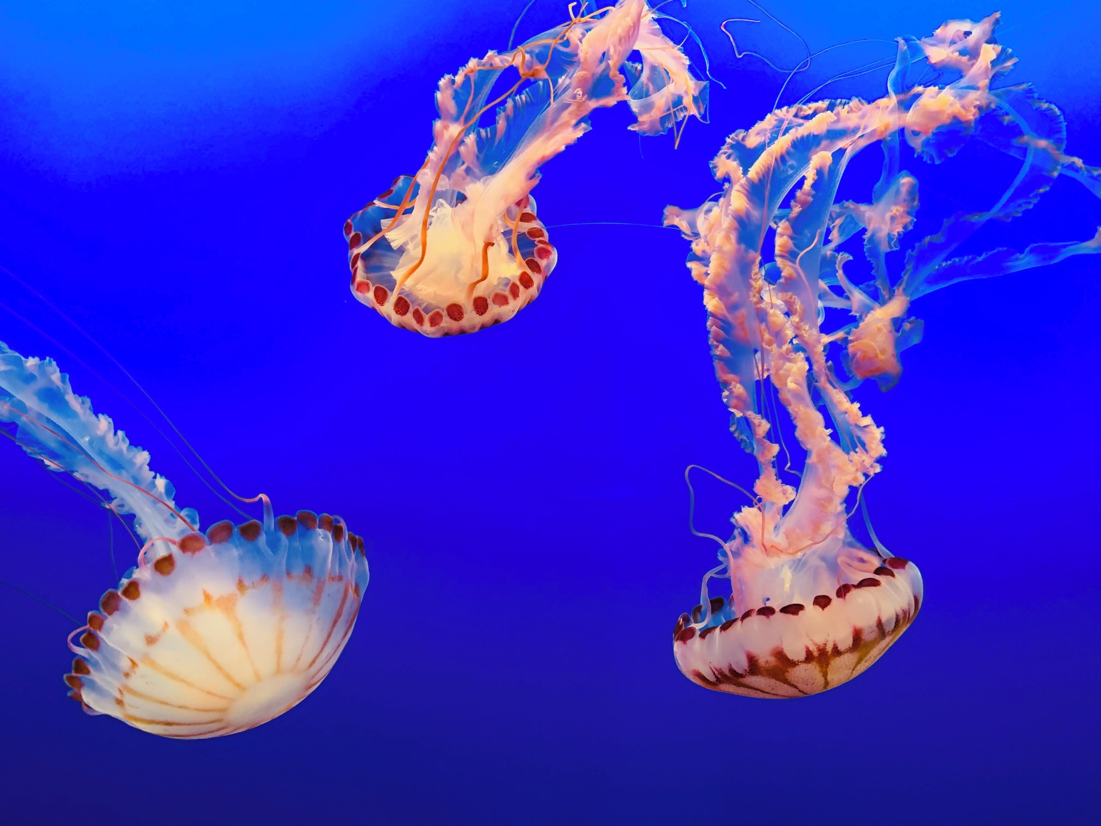 One of the most mesmerizing jellyfish species I have ever seen!