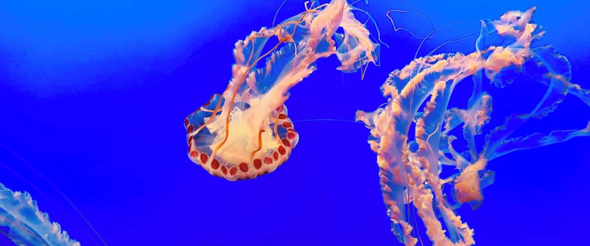 One of the most mesmerizing jellyfish species I have ever seen!