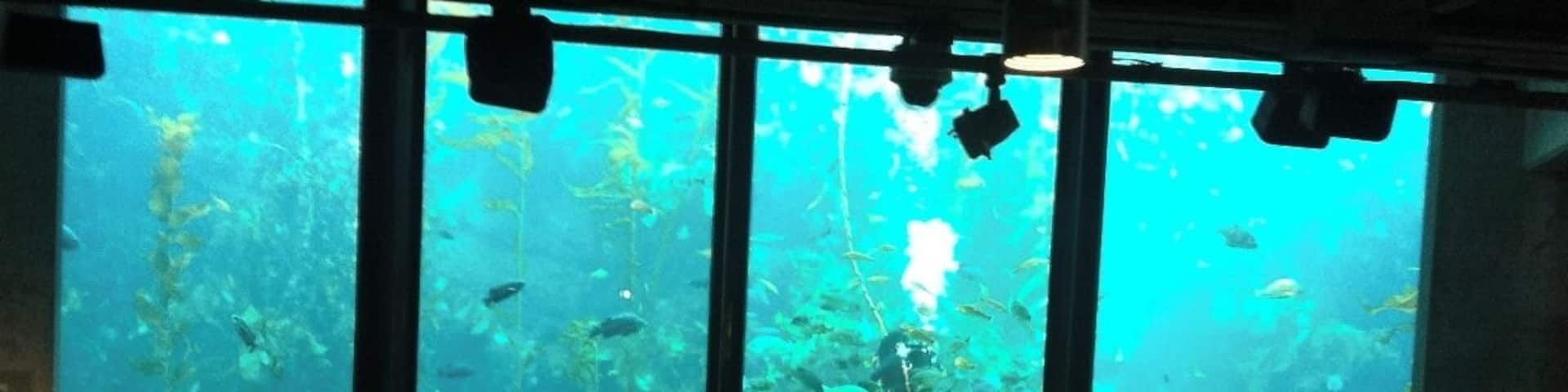 An aquarium with large windows and a diver performing.