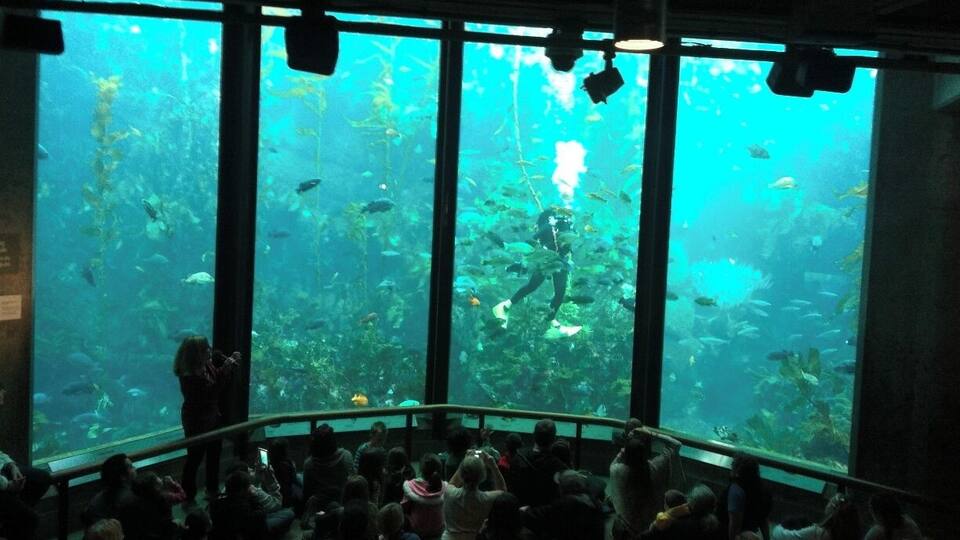 Fascinating place to take your children and/or anyone who loves sea life. I've visited this place 3 times. Once as a child and 2x's as an adult. The Aquarium is amazing, however, everything is much more magnificent and grand through the eyes of a child.
