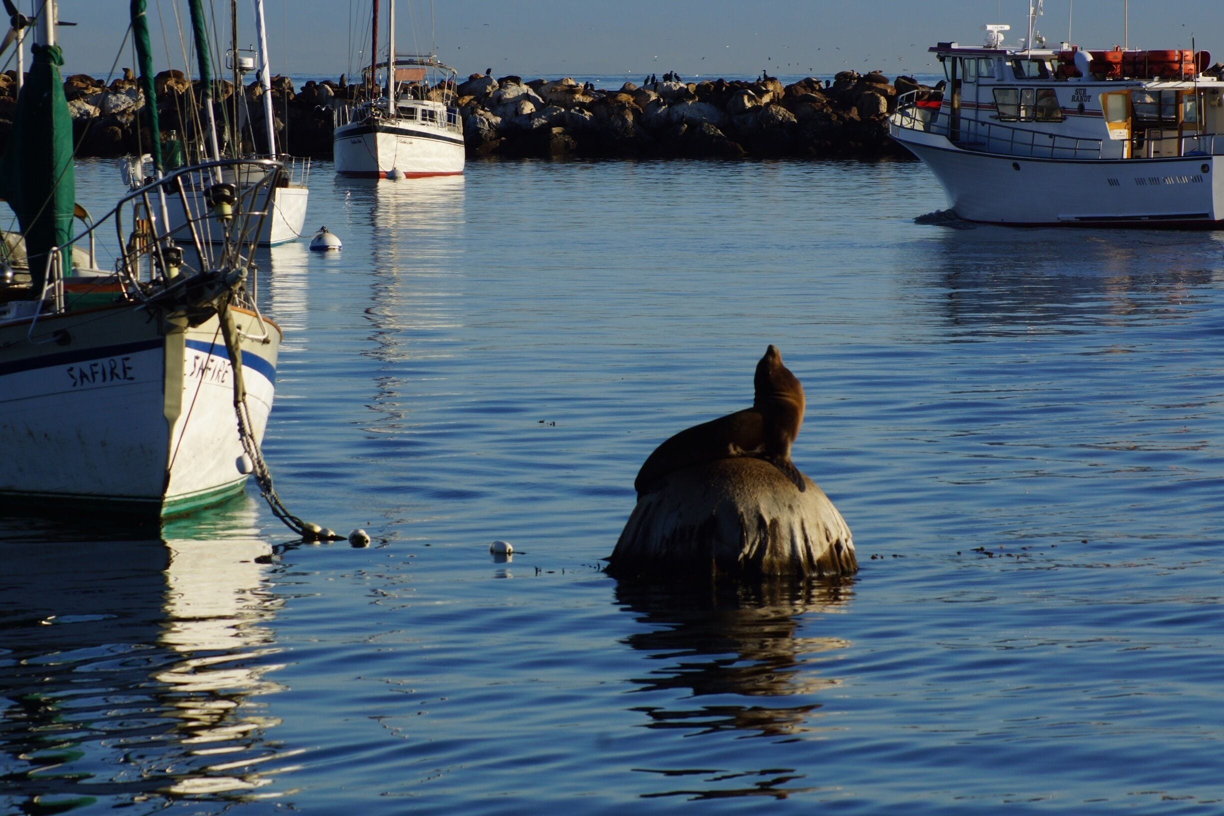 Early morning basking.