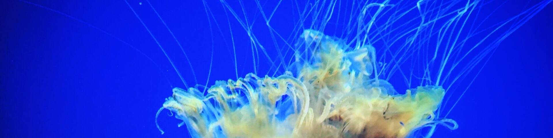 Jelly Fish Exhibit is my fave.