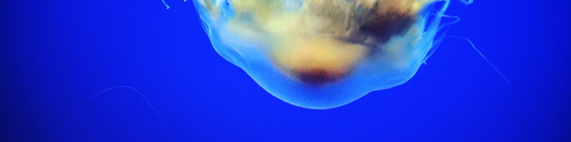 Jelly Fish Exhibit is my fave.