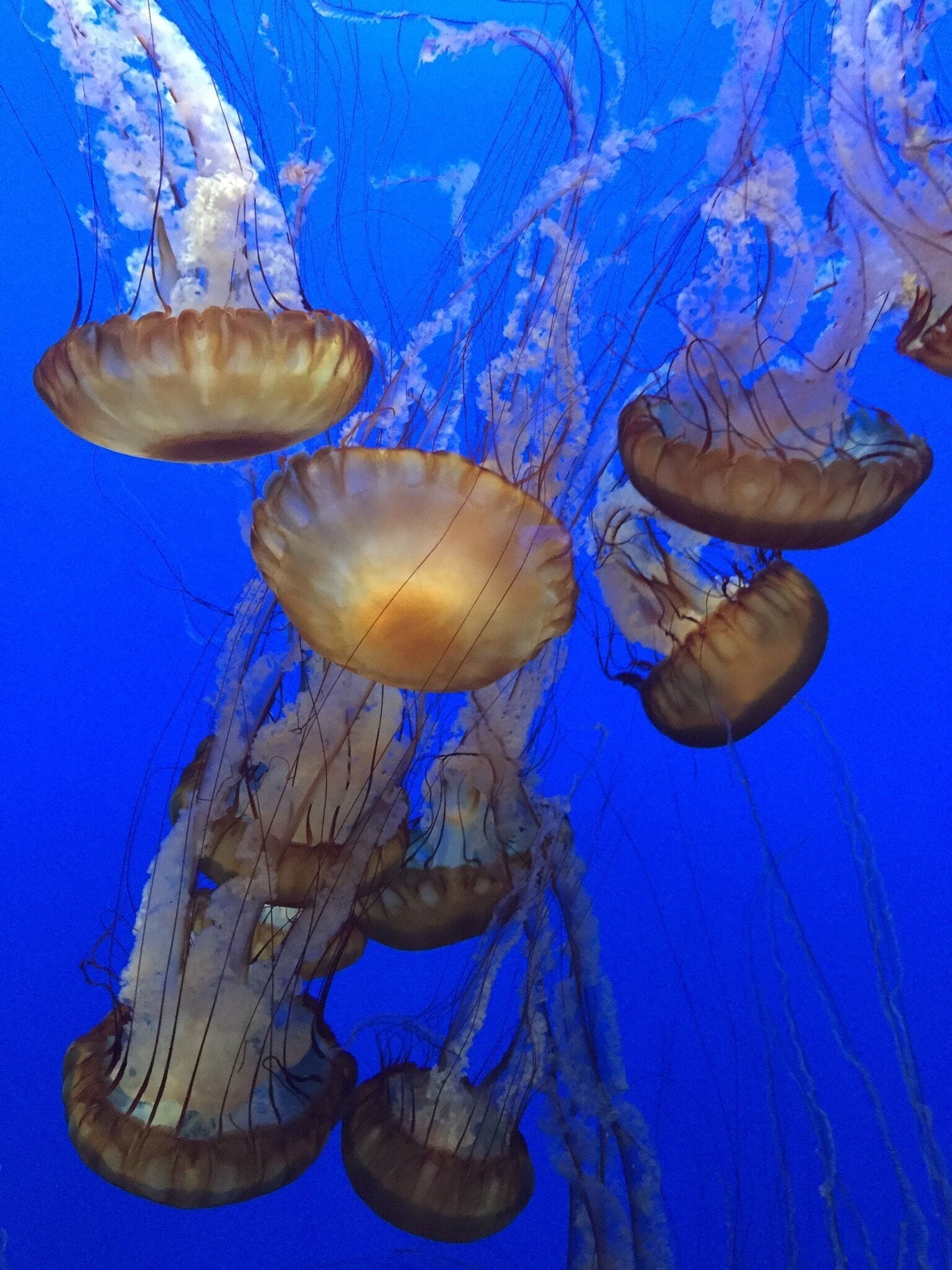 Jellyfish in Monterey 