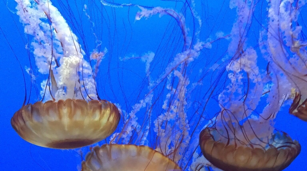 Jellyfish in Monterey