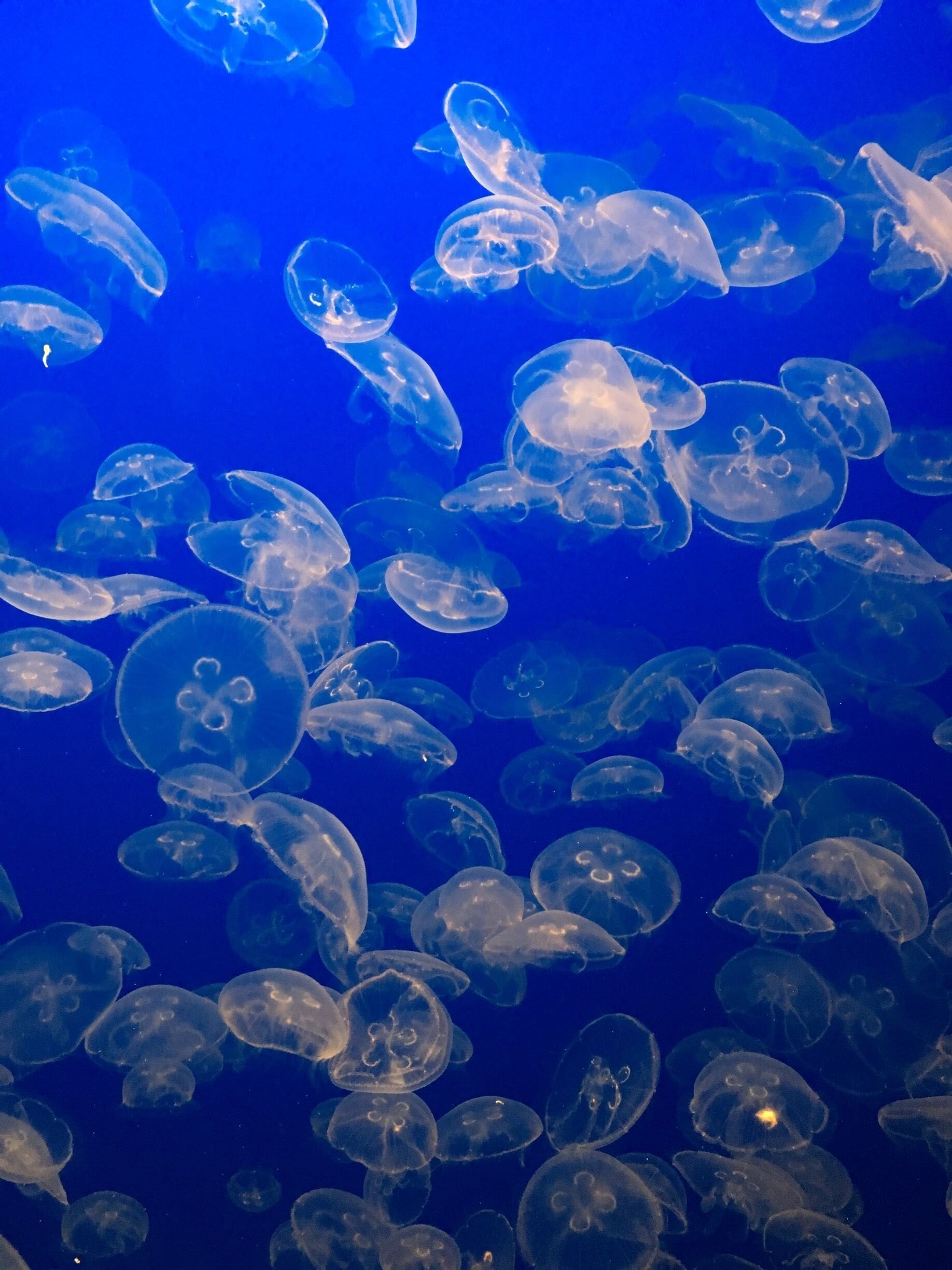 Moon Jellies, Monterey Bay Aquarium