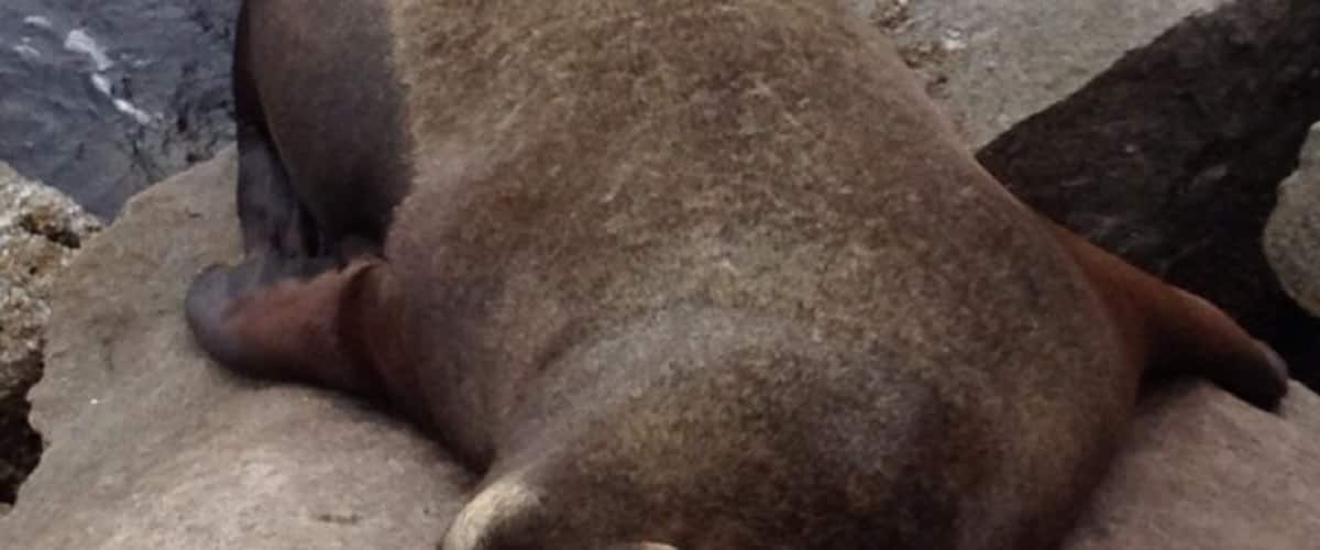 Cute sleepy seal at the coast guard pier in beautiful Monterey, CA.