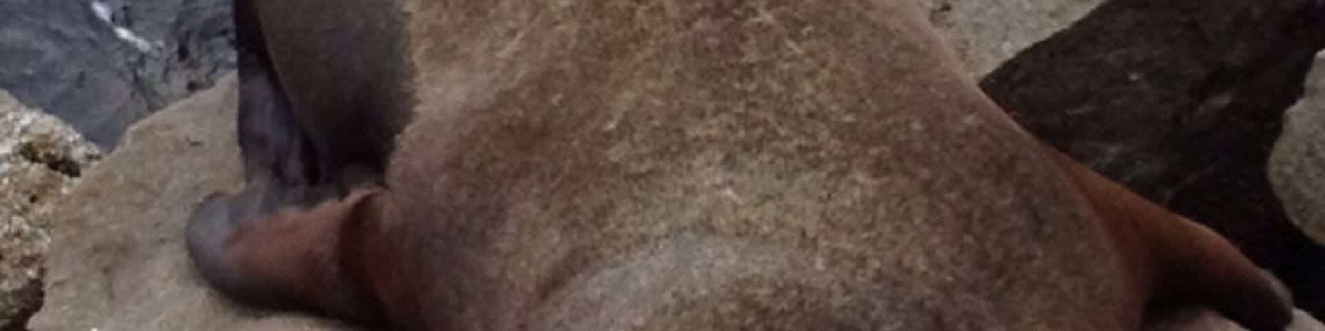 Cute sleepy seal at the coast guard pier in beautiful Monterey, CA.