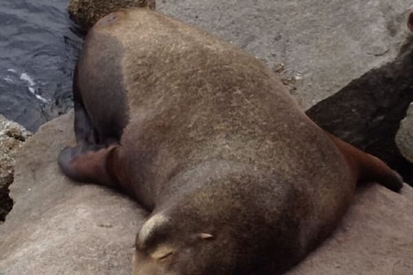 Cute sleepy seal at the coast guard pier in beautiful Monterey, CA.