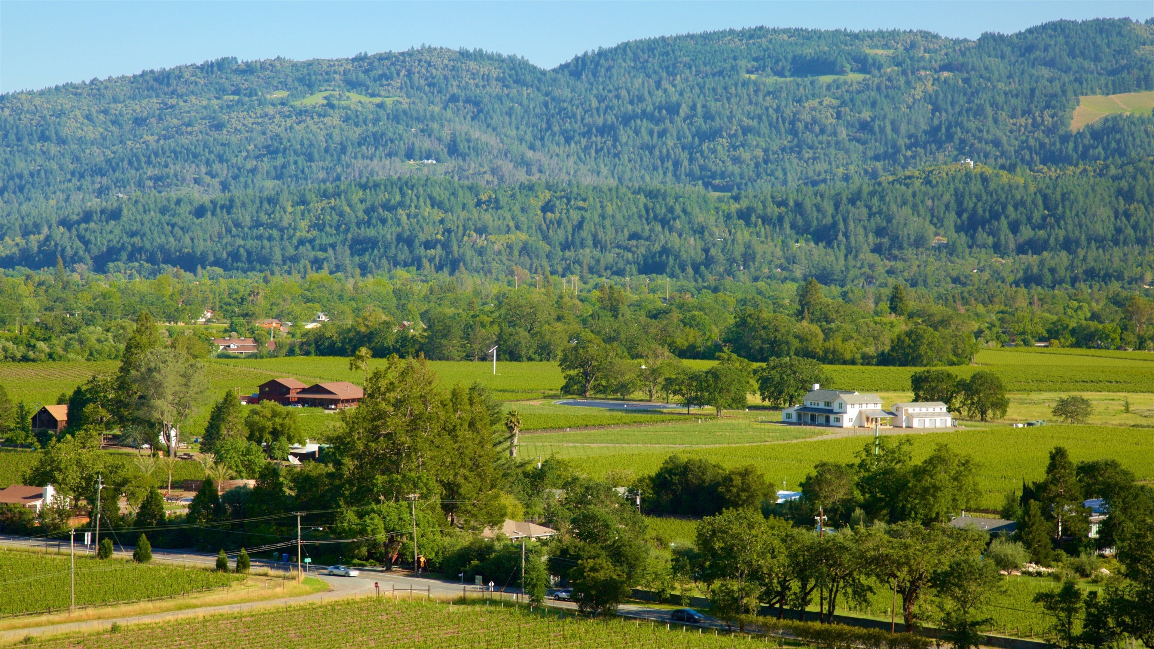 A rural landscape with vineyards, houses, and a hill with dense forests in the background.