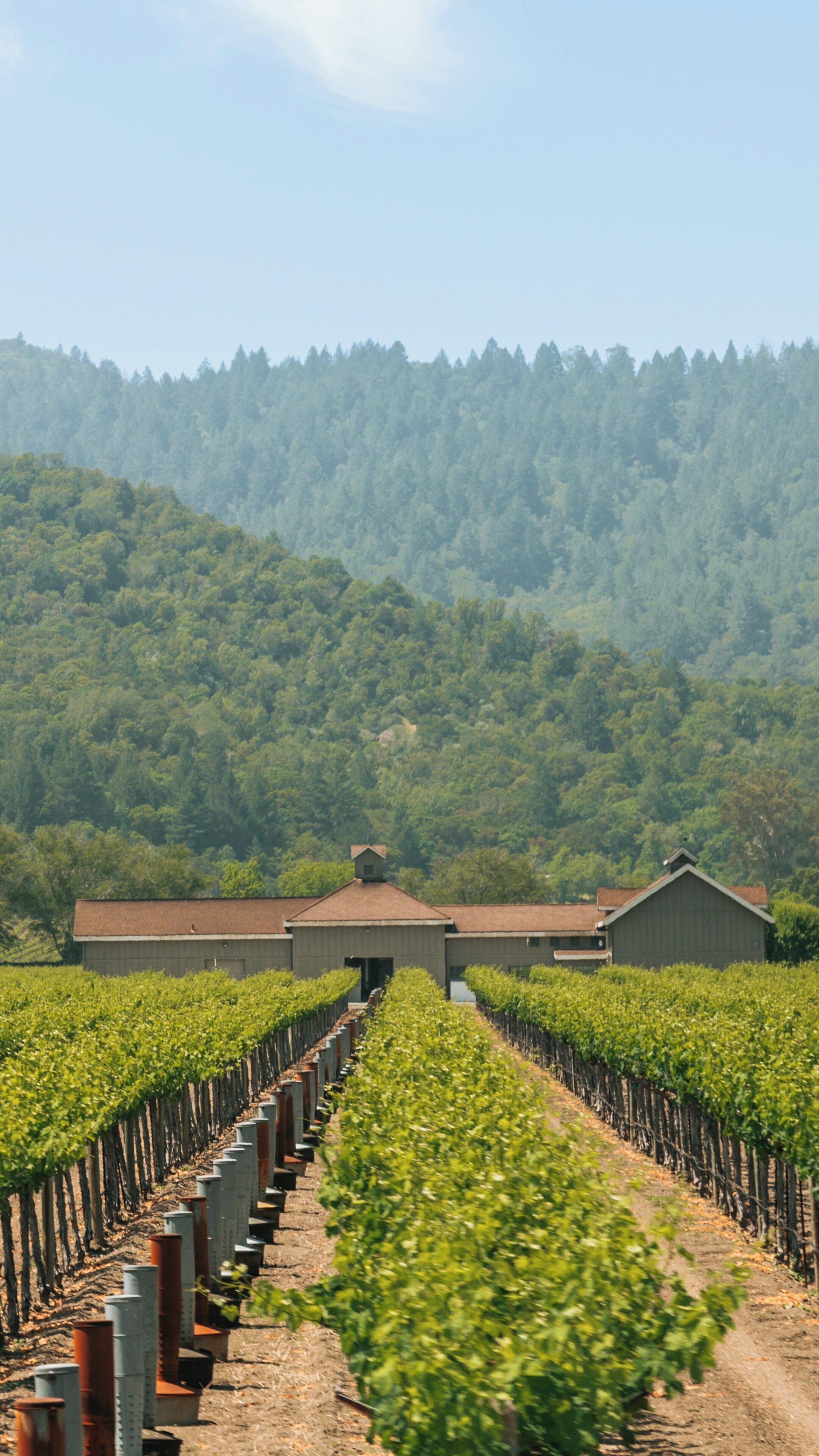 Explore lush vineyards and scenic views at Napa Valley Wine Train in Downtown Napa, California, filled with rich flavors and natural beauty