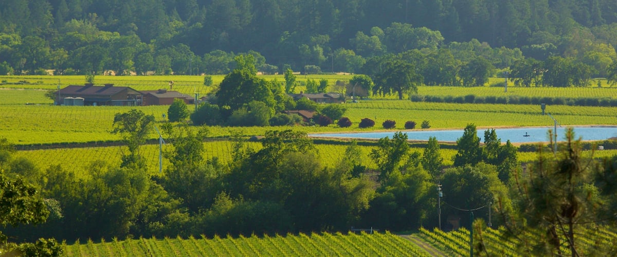 A vineyard with rows of grapevines, a small body of water, and a forested hill in the background.