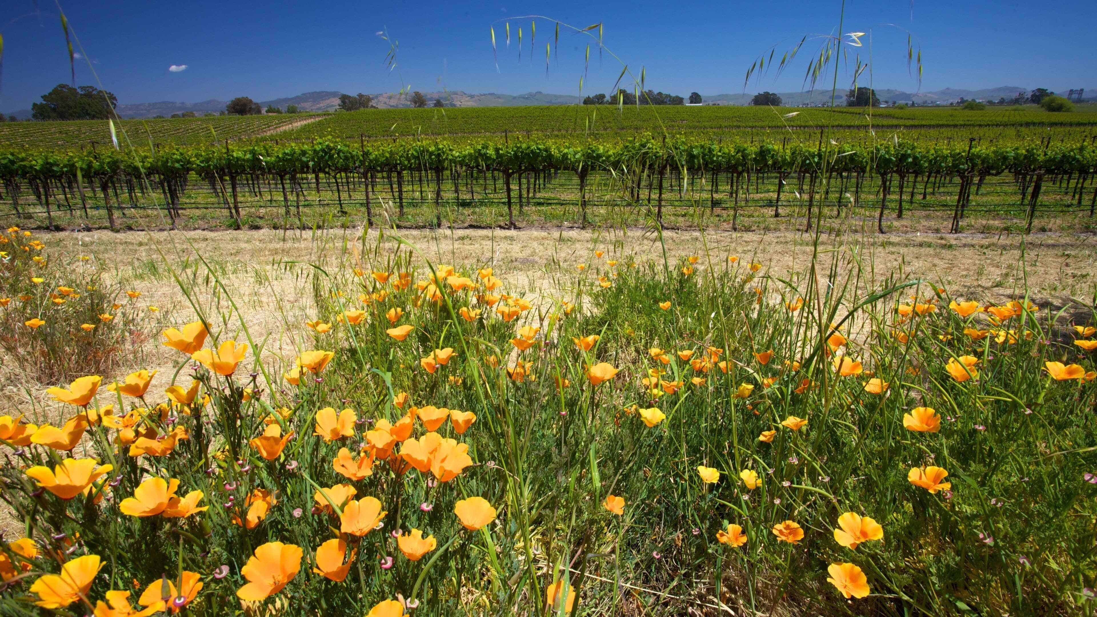 California que incluye flores silvestres
