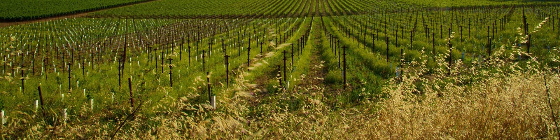 Napa Valley which includes tranquil scenes, farmland and landscape views