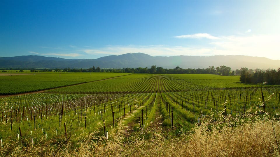 A vineyard with rows of grapevines under a clear sky.
