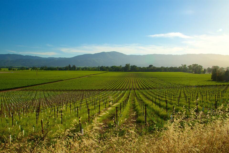 Un vignoble où s’étendent des rangées de vignes sous un ciel dégagé.