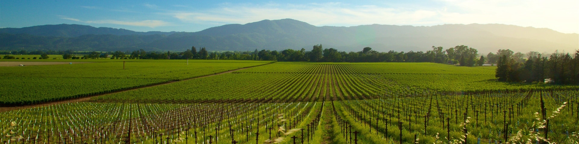 Napa Valley mostrando situaciones tranquilas, vistas panorámicas y tierra de cultivo