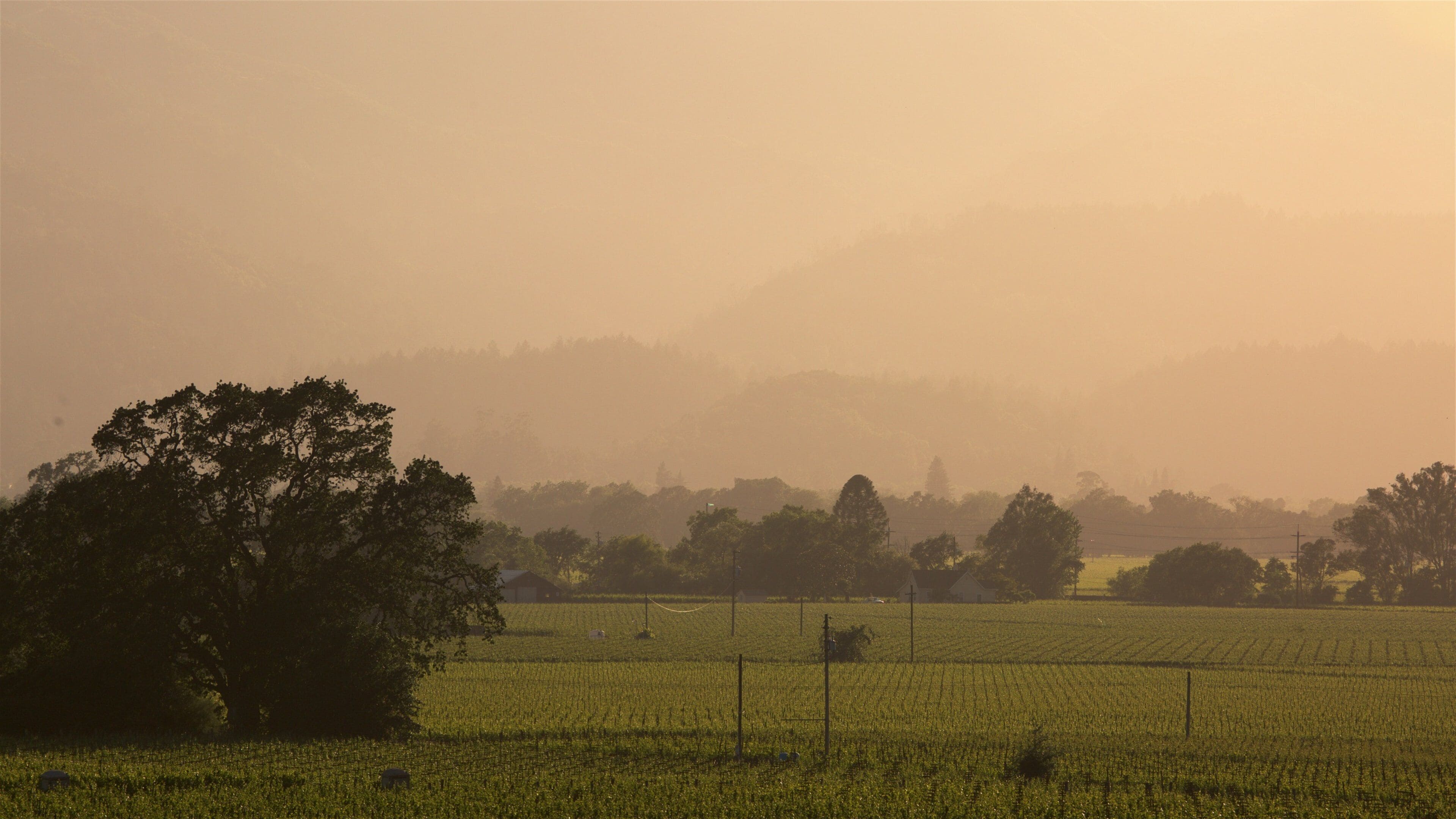 Valle di Napa che include paesaggi rilassanti, terreno coltivato e tramonto