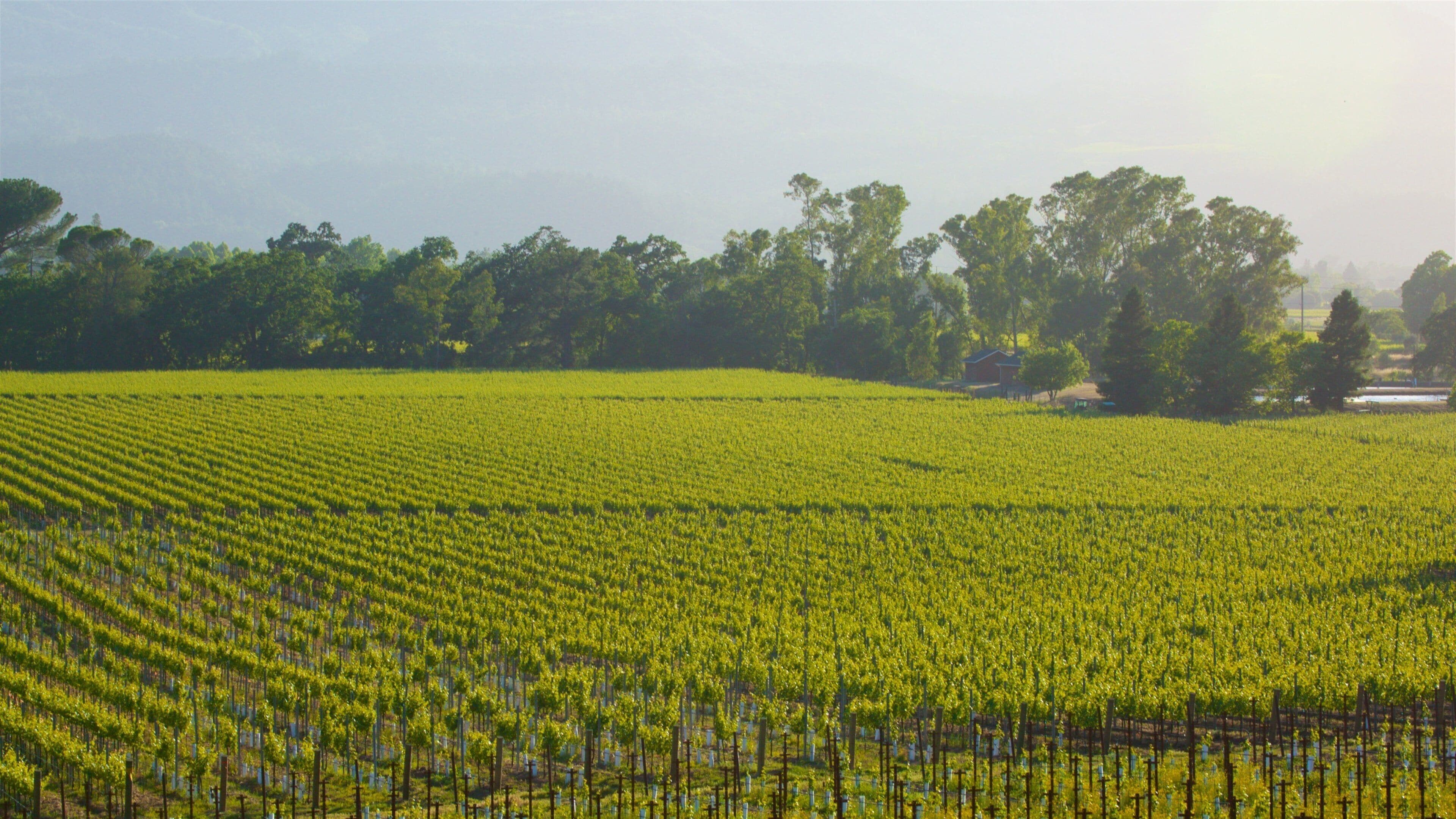 A vineyard with rows of grapevines and a distant house.