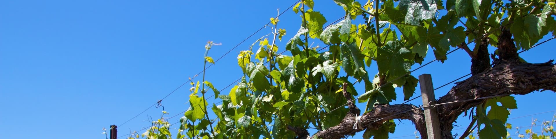 Napa Valley which includes farmland and landscape views