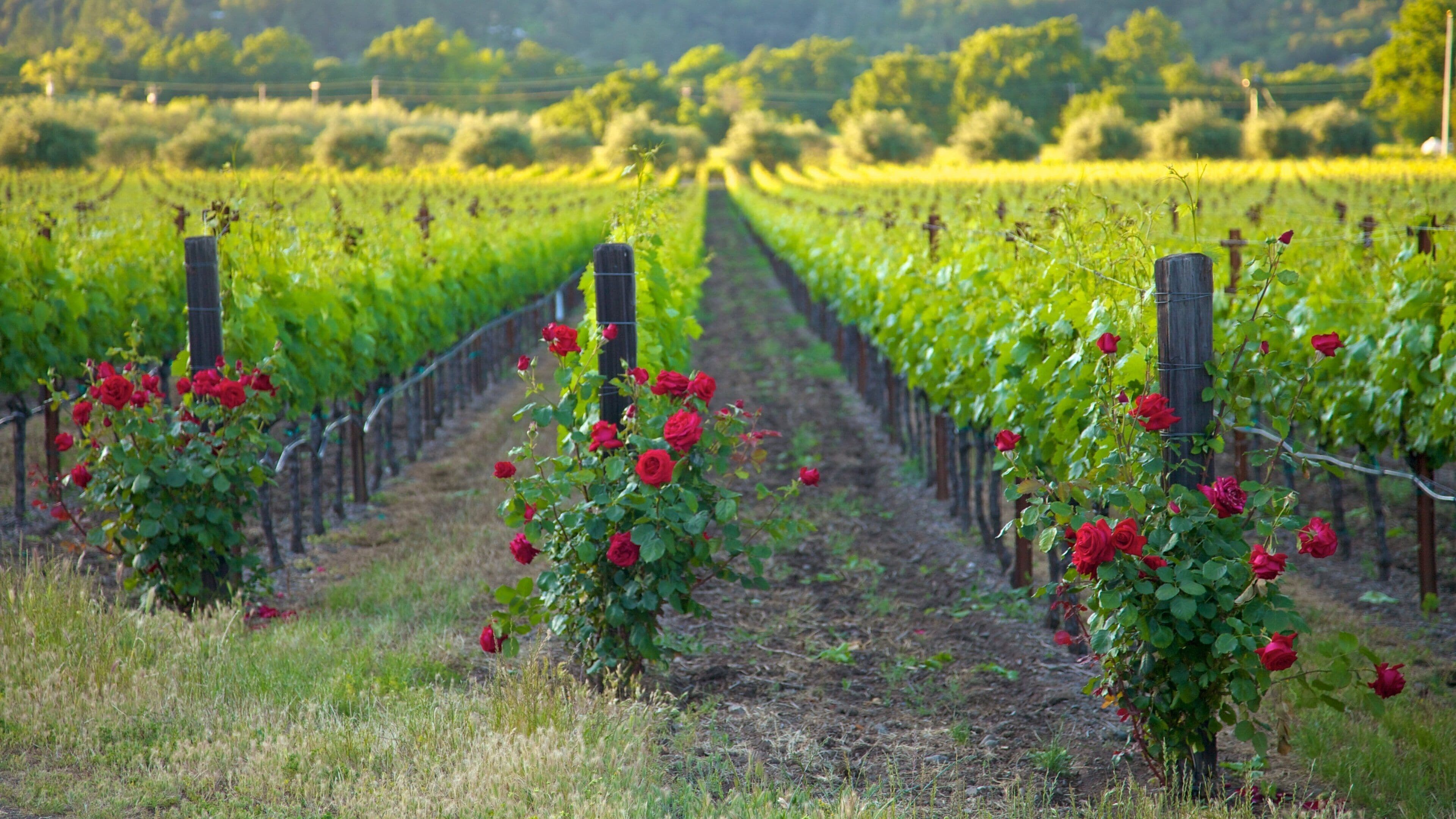 Viñedo con hileras de rosas rojas y parras.