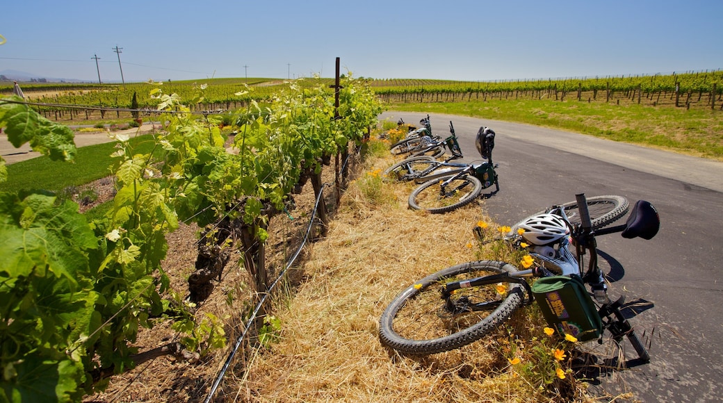 Napa Valley som viser åkre, landskap og terrengsykling