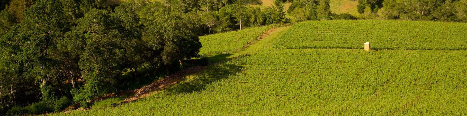 A vineyard with rows of grapevines on rolling hills, surrounded by dense forests.