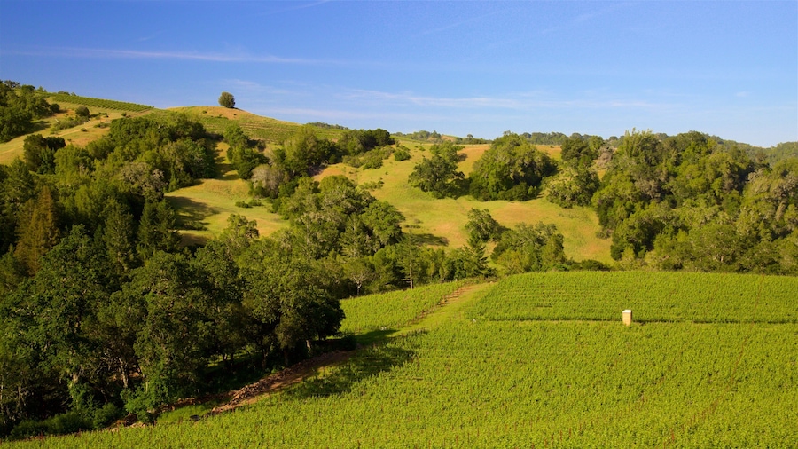 A vineyard with rows of grapevines on rolling hills, surrounded by dense forests.