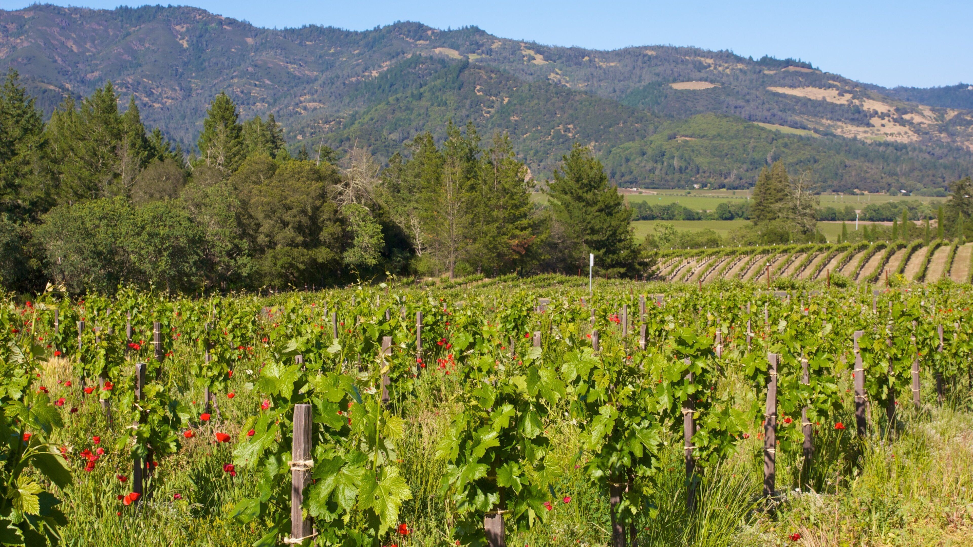 Napa Valley featuring landscape views and farmland