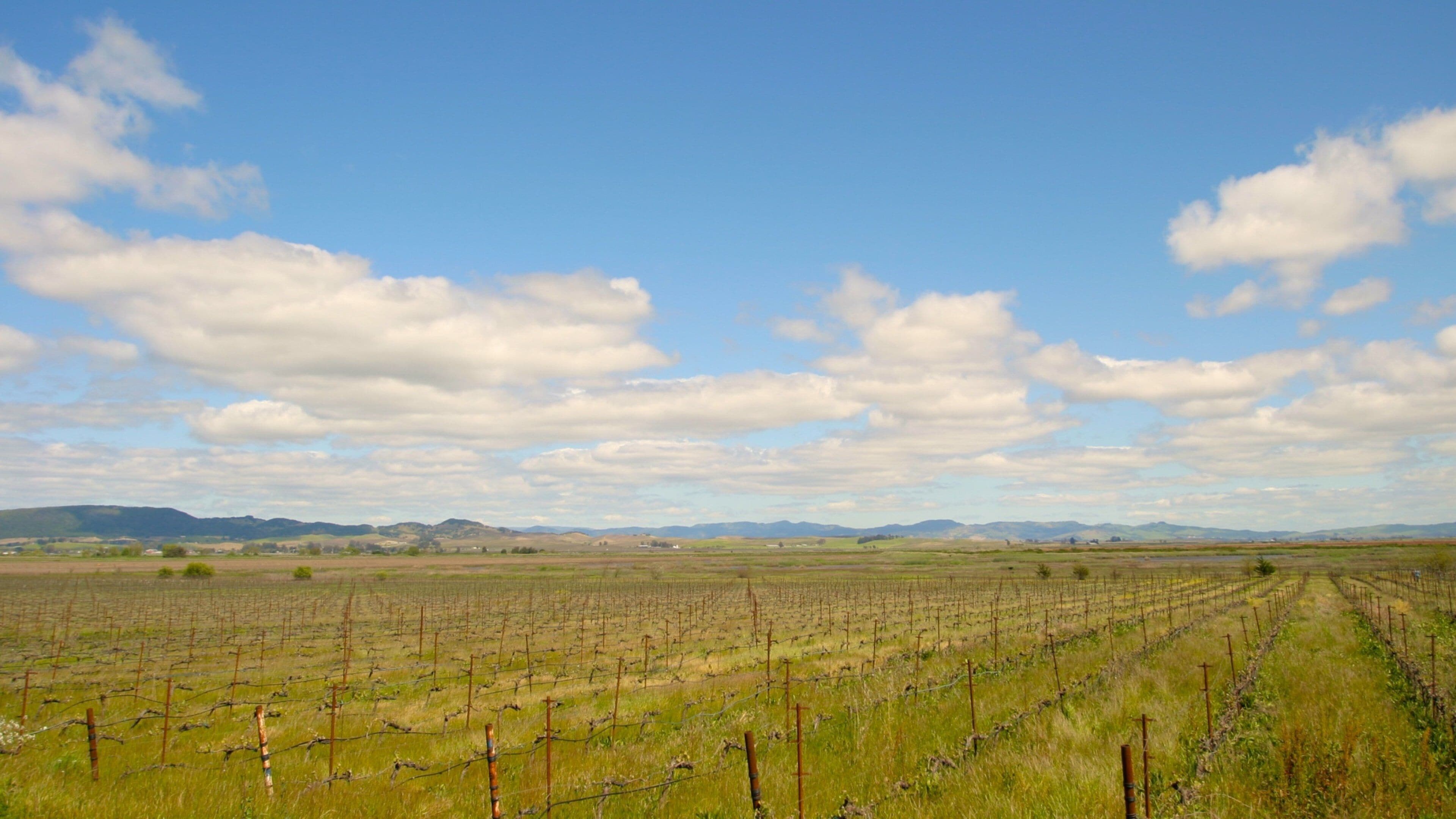 A vineyard with rows of grapevines under a partly cloudy sky.