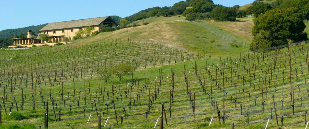 A vineyard with rows of grapevines on a hillside.