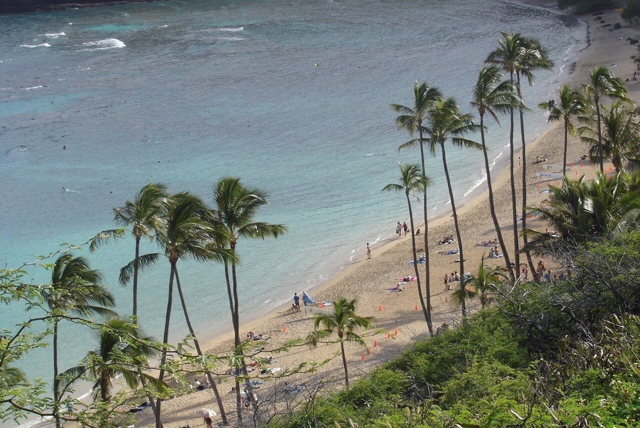 A beach with palm trees and people.