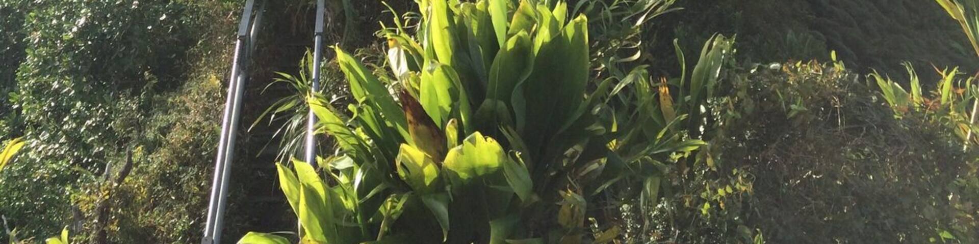 Climbing the Haiku stairs in the beautiful island of Oahu, Hawaii.
.
.
...
#hawaii #oahu#oahulife #honolulu #waikikibeach #waikiki#aloha #alohaspirit #haikustairs #stairwaytoheaven #hike #nature #travel#lovehawaii